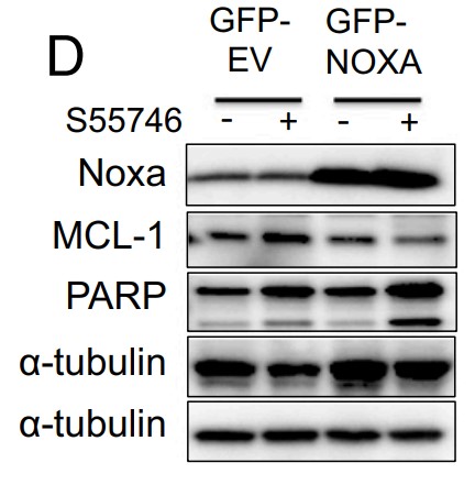 NOXA ectopic overexpression enhanced the efficacy of S55746 in HBL-1 DLBCL cells.jpg